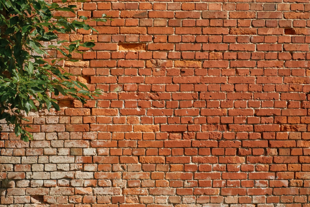 Fototapeta gałąź drzewa obok ceglanego muru