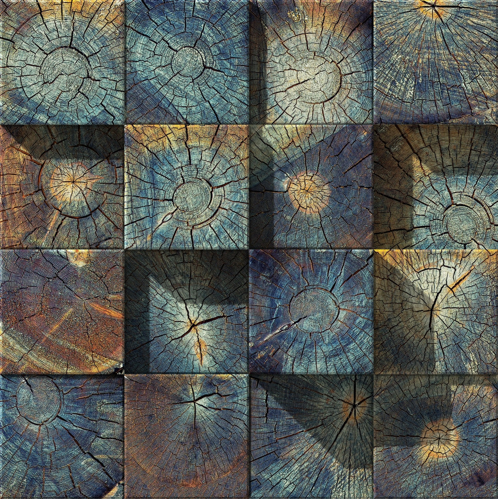 Fototapeta panele z powalonych drzew