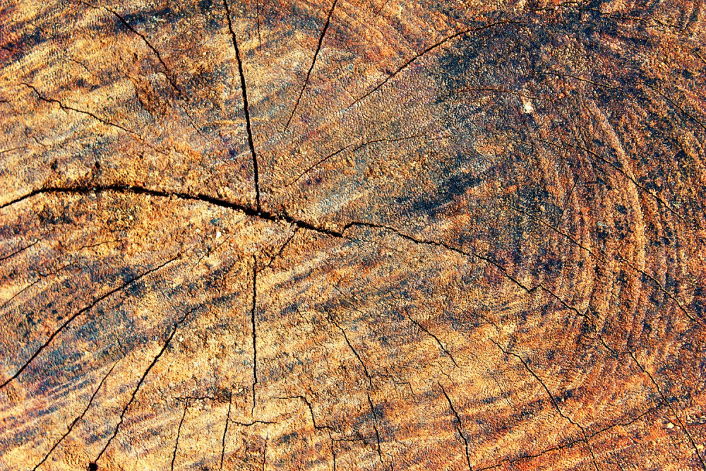 Fototapeta słoje życia drzewa w domu z bali