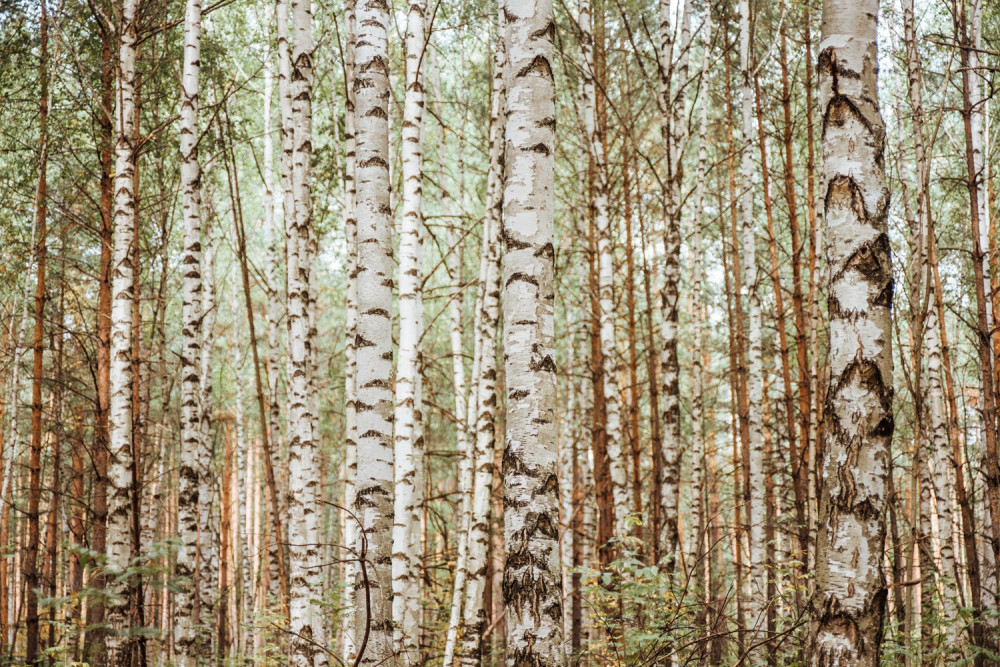 Fototapeta smukła brzoza w lesie