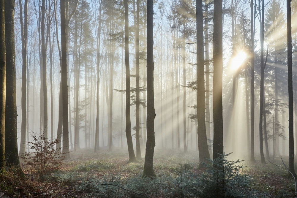 Fototapeta promienie słońca przecinają mgłę w lesie