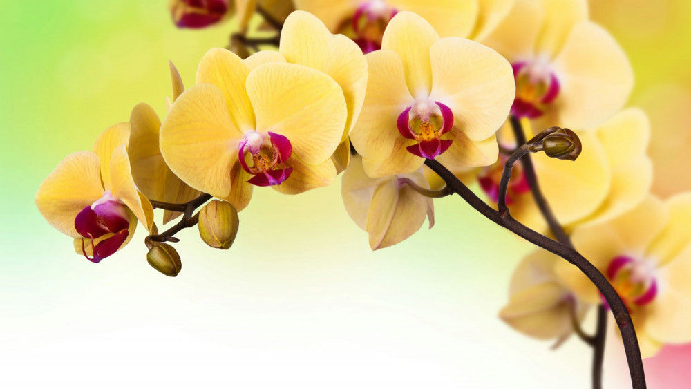 Fototapeta kwitnąca żółta ramka orchidei