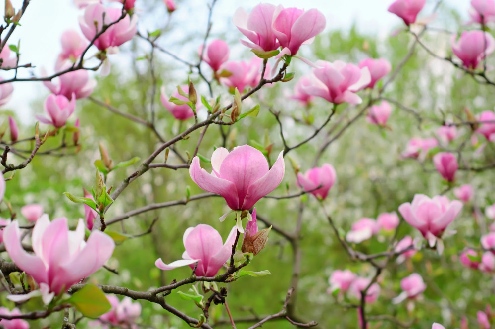 Fototapeta letni ogród różowych magnolii