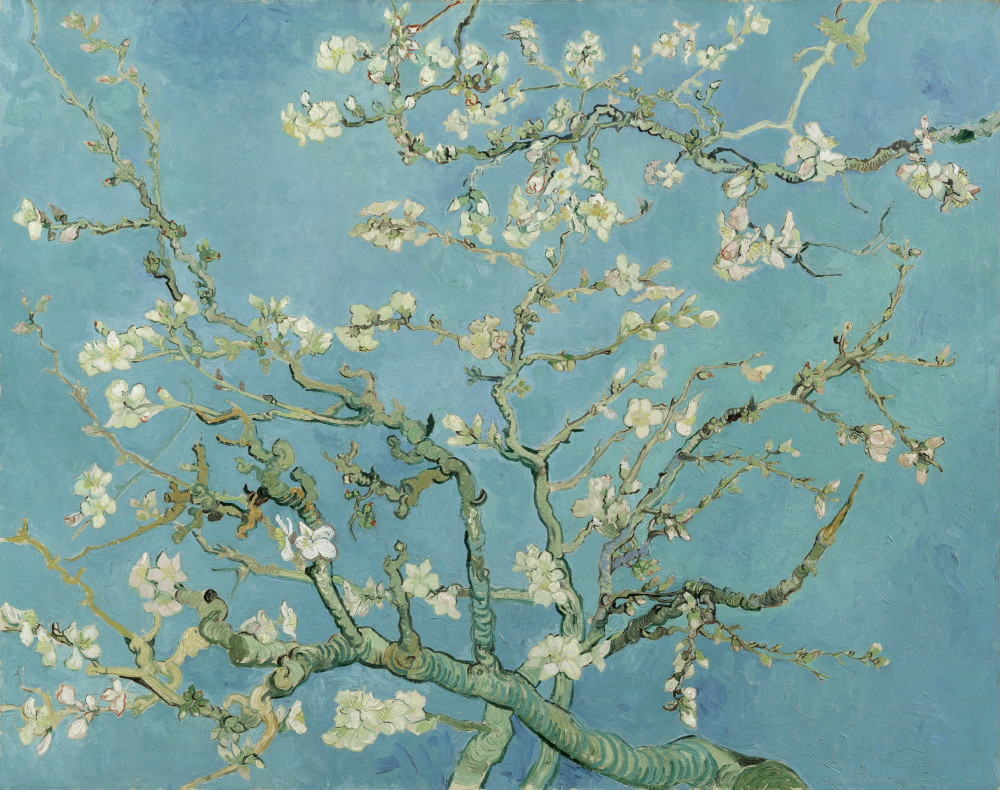 Fototapeta biała magnolia na błękitnym niebie