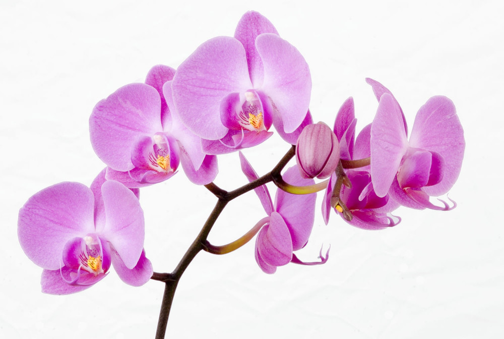 Fototapeta Afrodyta z fioletowej orchidei