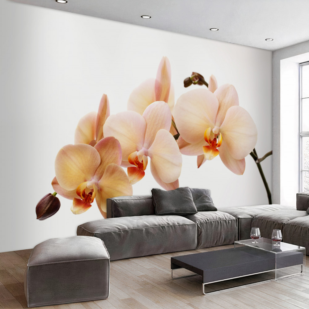 Fototapeta samotna gałąź orchidei brzoskwiniowej