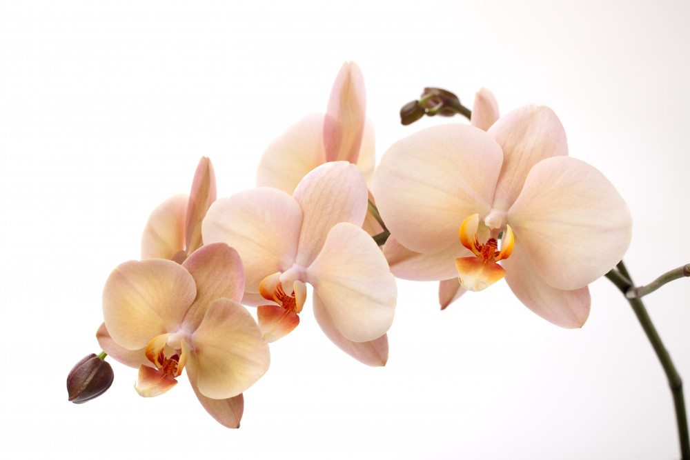 Fototapeta samotna gałąź orchidei brzoskwiniowej