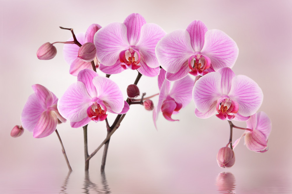 Fototapeta gałęzie liliowej orchidei nad wodą