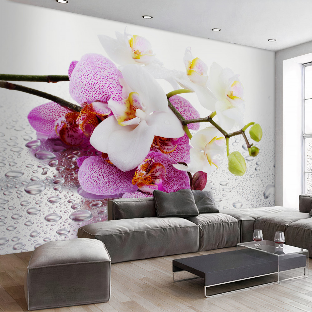 Fototapeta gałęzie białych i liliowych orchidei w kroplach rosy