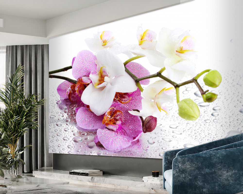 Fototapeta gałęzie białych i liliowych orchidei w kroplach rosy