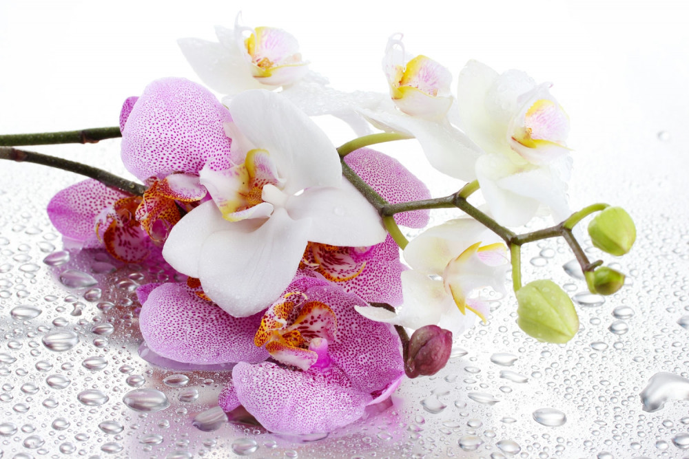 Fototapeta gałęzie białych i liliowych orchidei w kroplach rosy