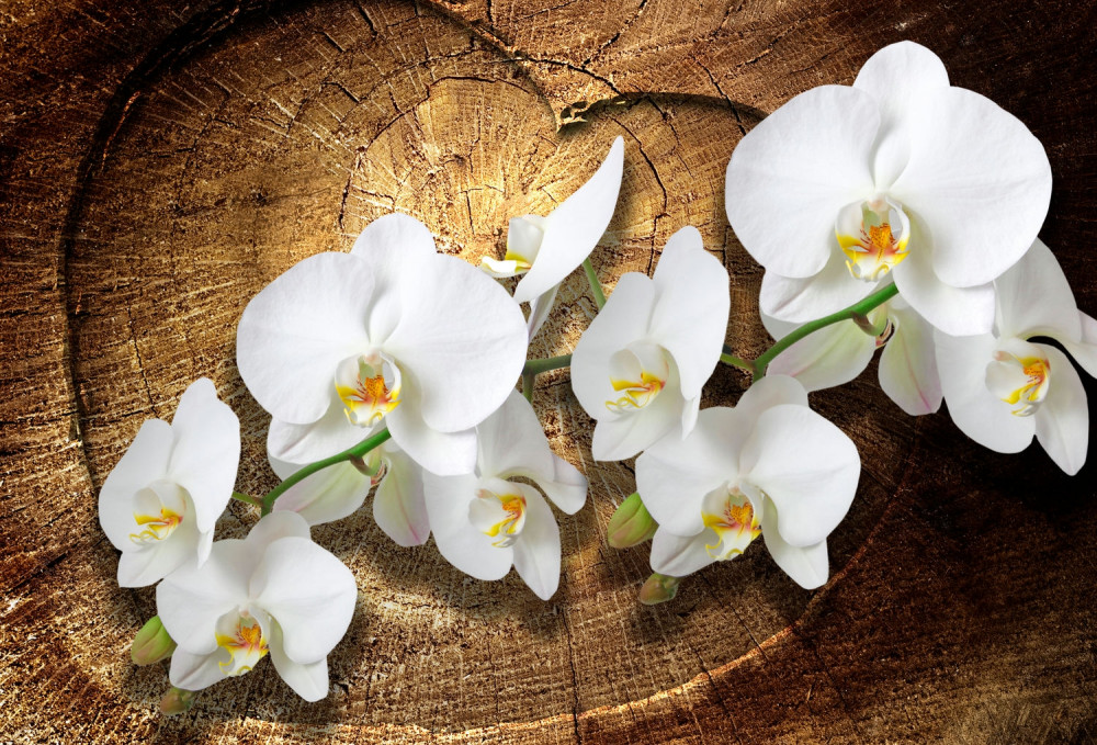 Fototapeta biała orchidea na kłodzie