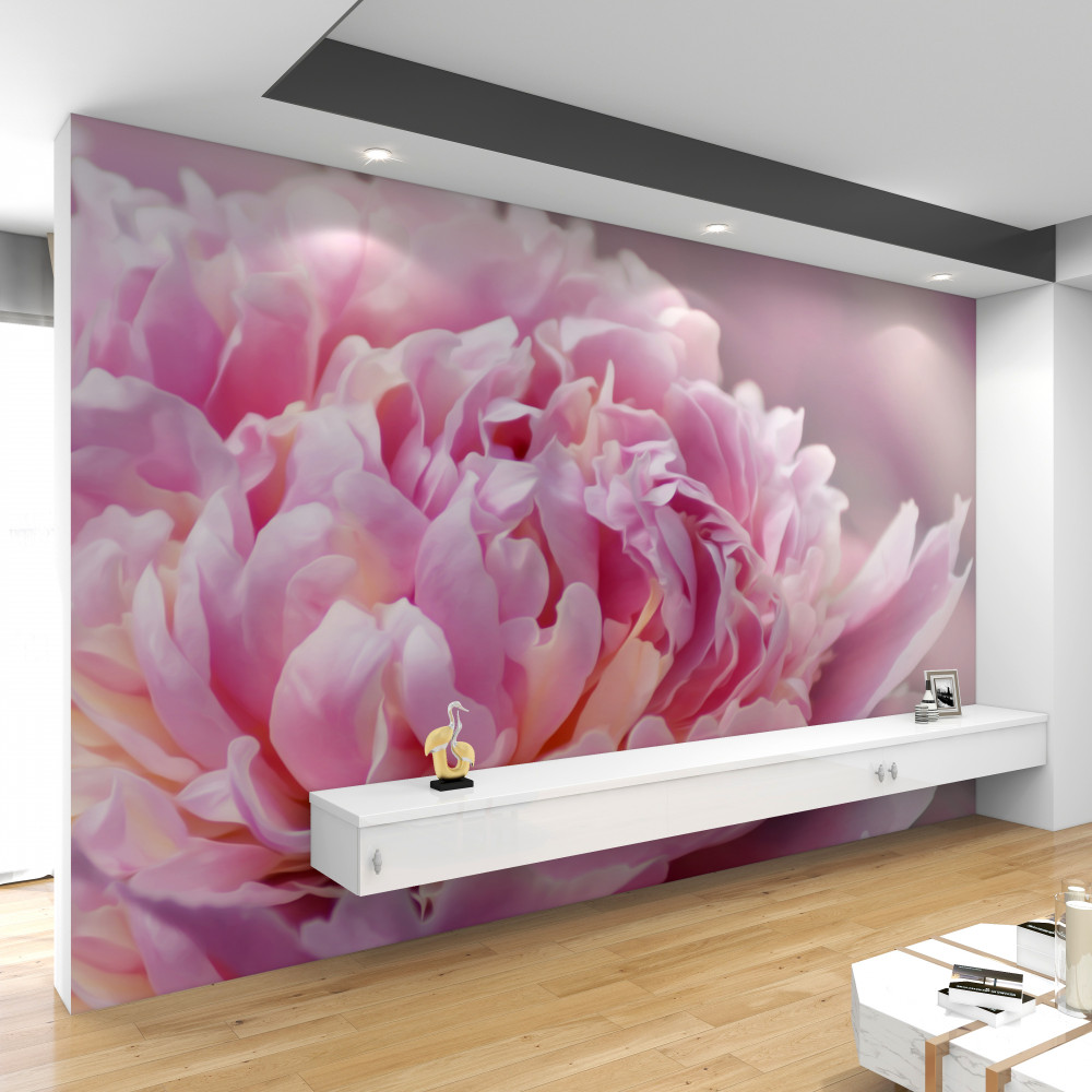 Fototapeta zbliżenie piwonii lactiflora