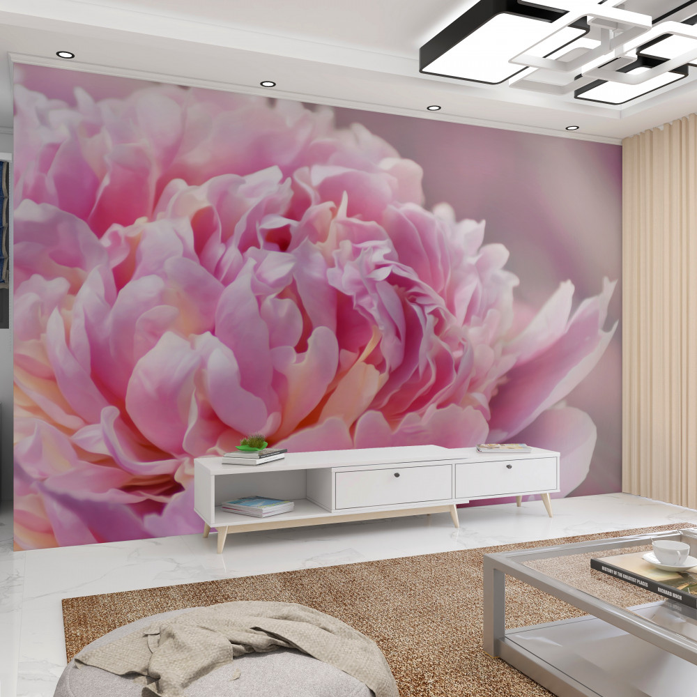Fototapeta zbliżenie piwonii lactiflora