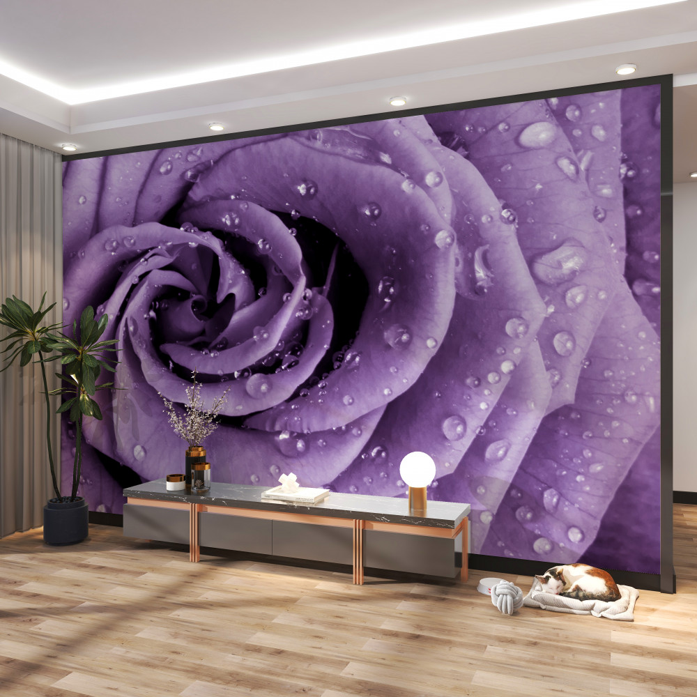 Fototapeta fioletowa róża w porannej rosie