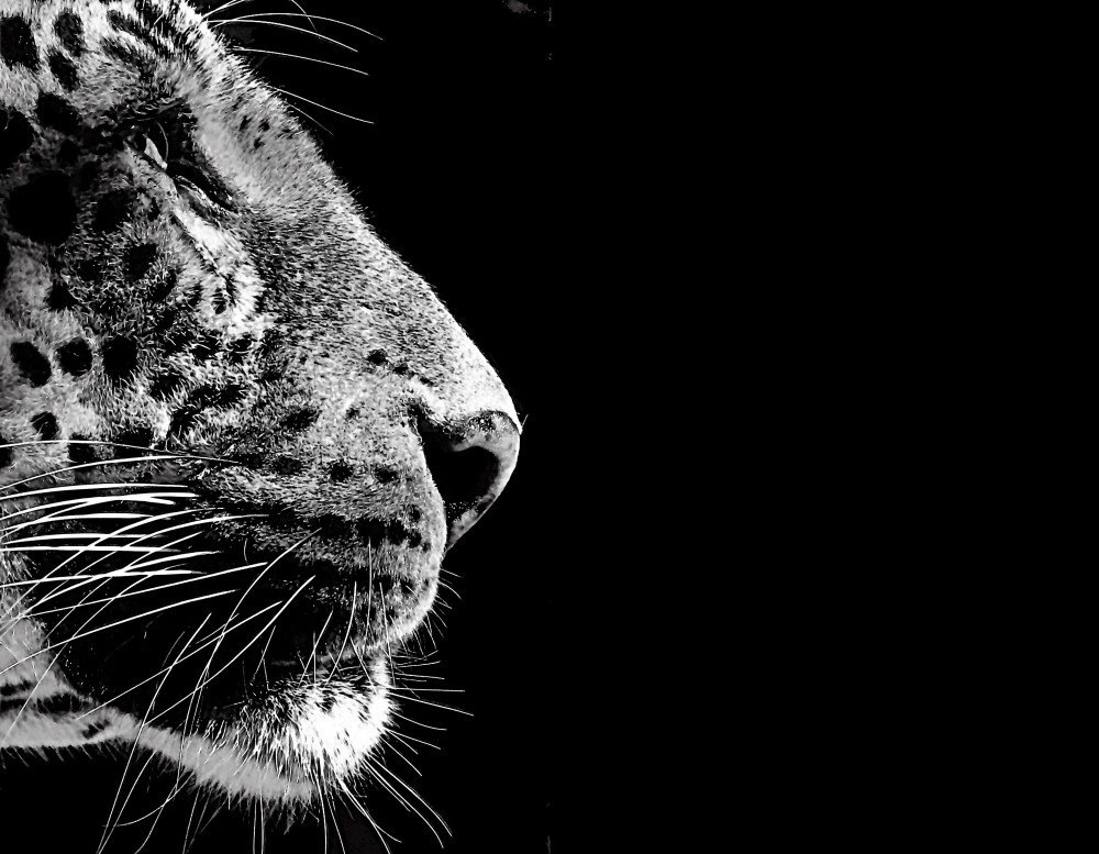 Fototapeta czarno-biały jaguar