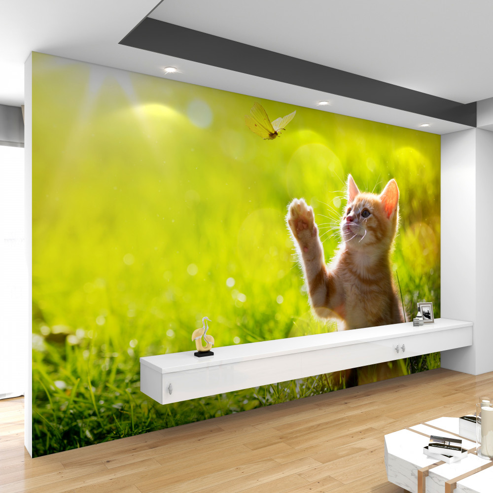 Fototapeta kotek bawi się motylem na łące