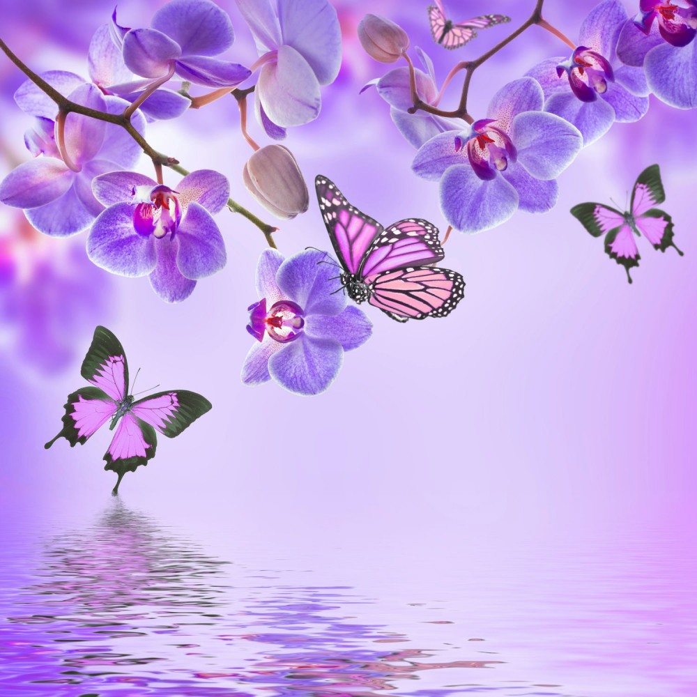 Fototapeta fioletowe orchidee i motyle