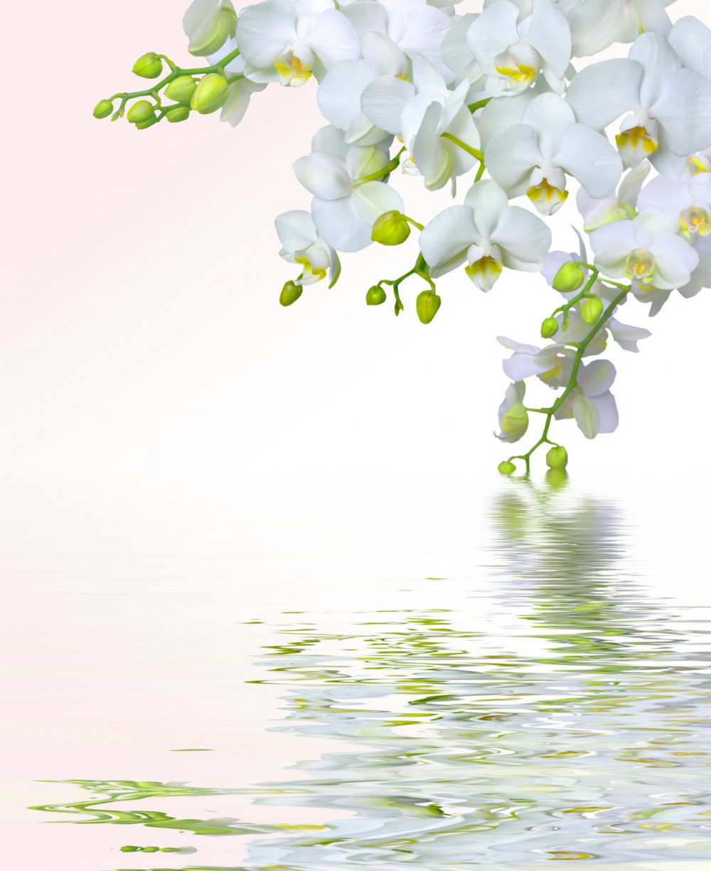 Fototapeta śnieżnobiałe kwiaty orchidei o świcie