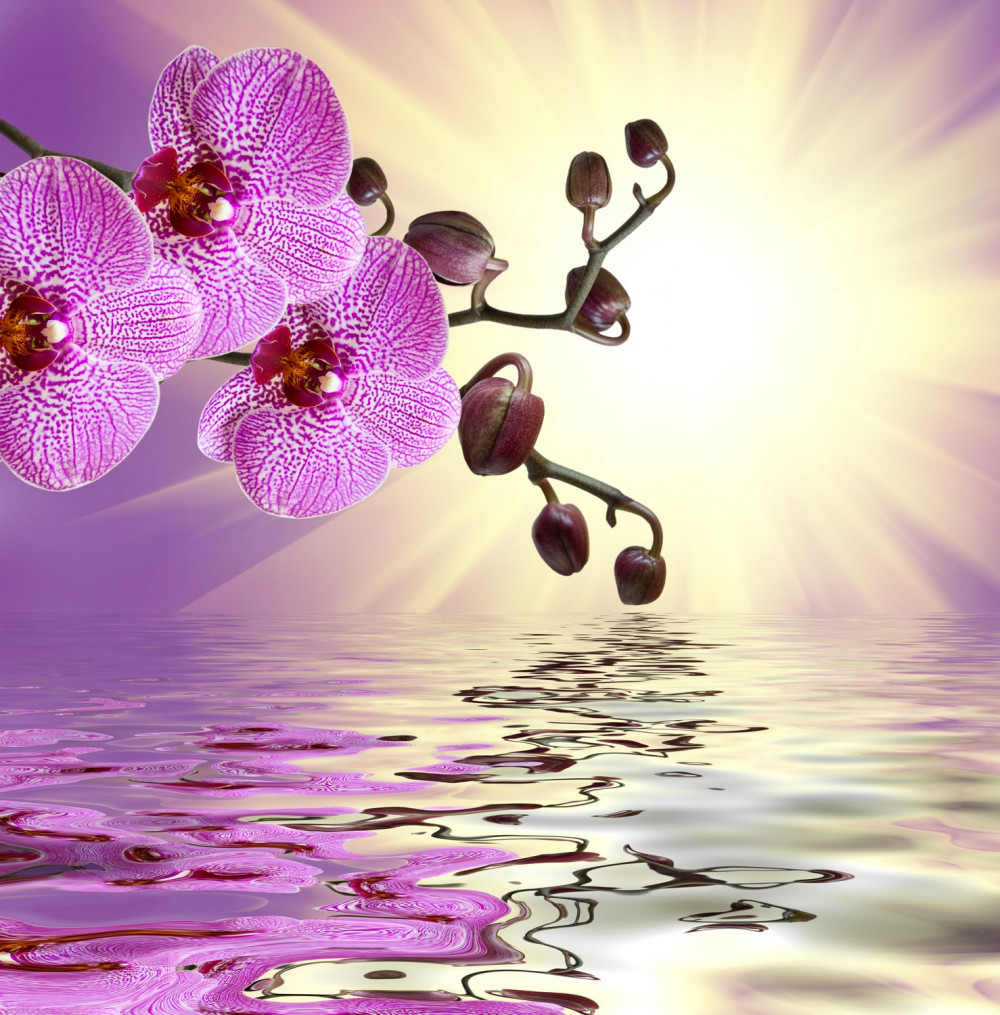 Fototapeta orchidea odbicie w wodzie