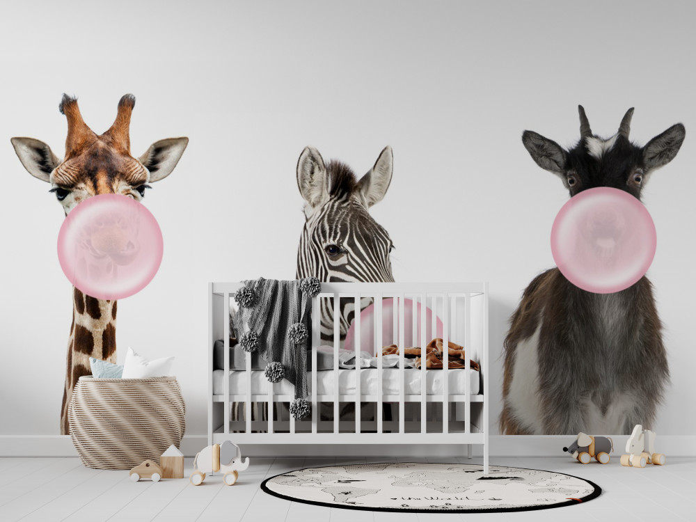 Fototapeta zwierzęta dmuchające gumę