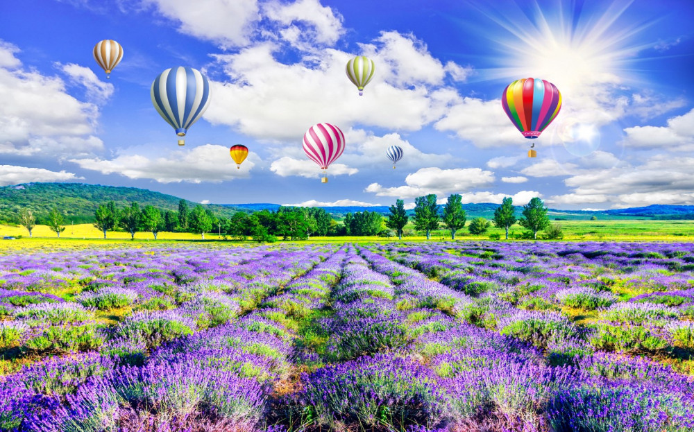 Fototapeta jasne balony nad polem lawendy