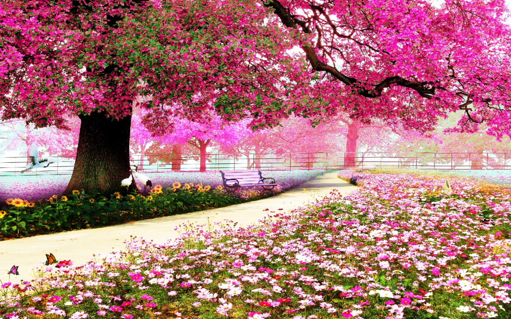Fototapeta stara kwitnąca różowa sakura