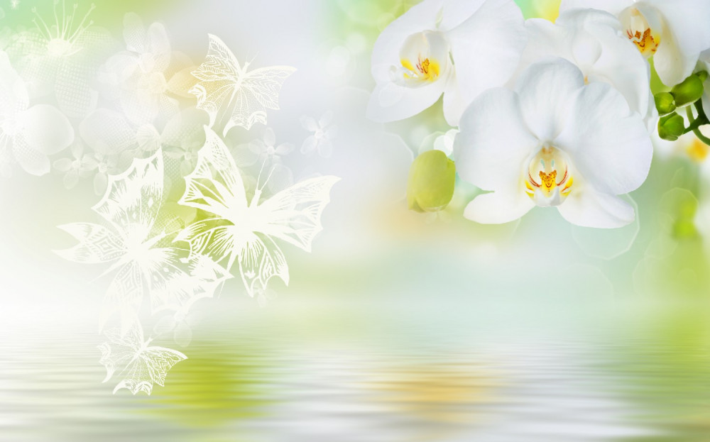 Fototapeta białe kwiaty orchidei w odbiciu w wodzie