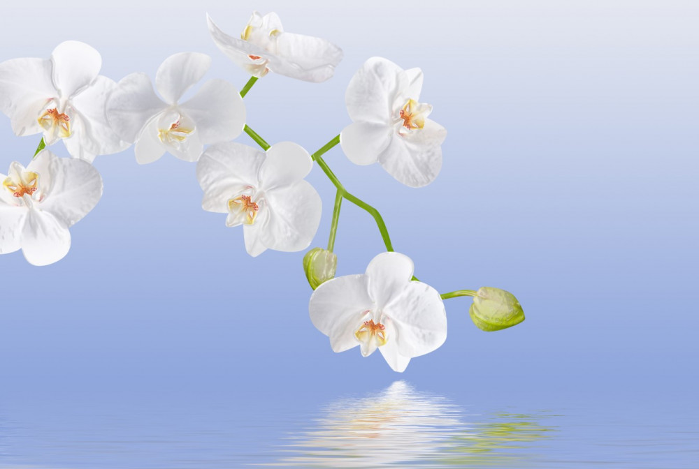 Fototapeta biała orchidea nad wodą