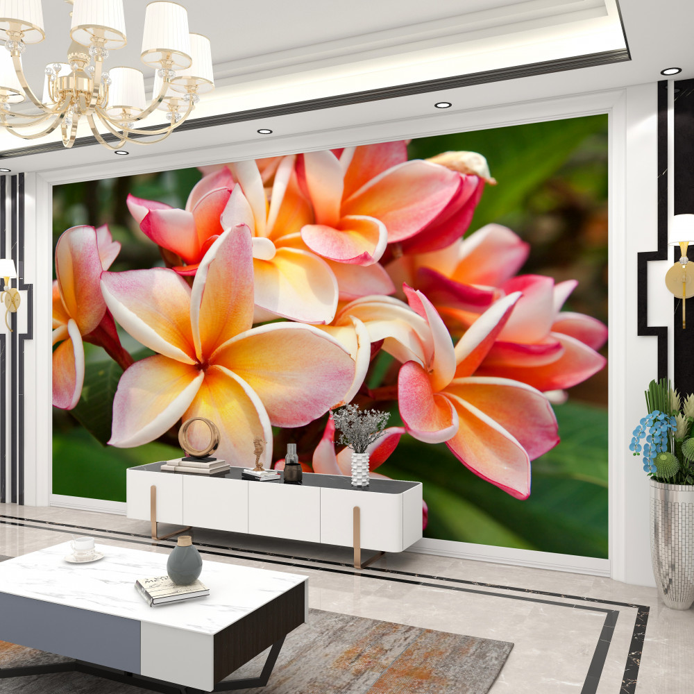 Fototapeta piękne kwiaty frangipani