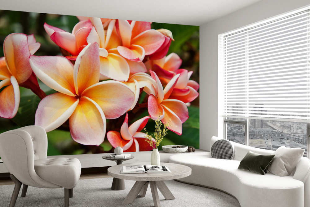 Fototapeta piękne kwiaty frangipani