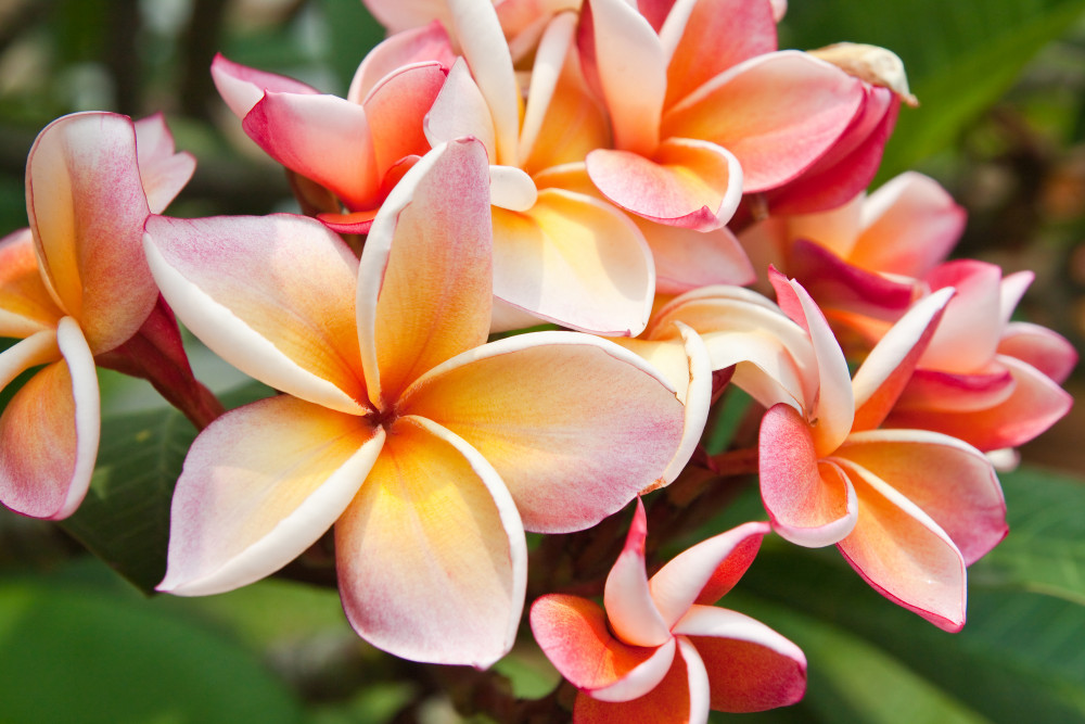 Fototapeta piękne kwiaty frangipani