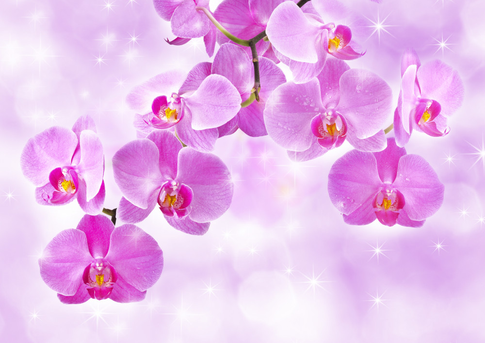 Fototapeta wiszące fioletowe orchidee