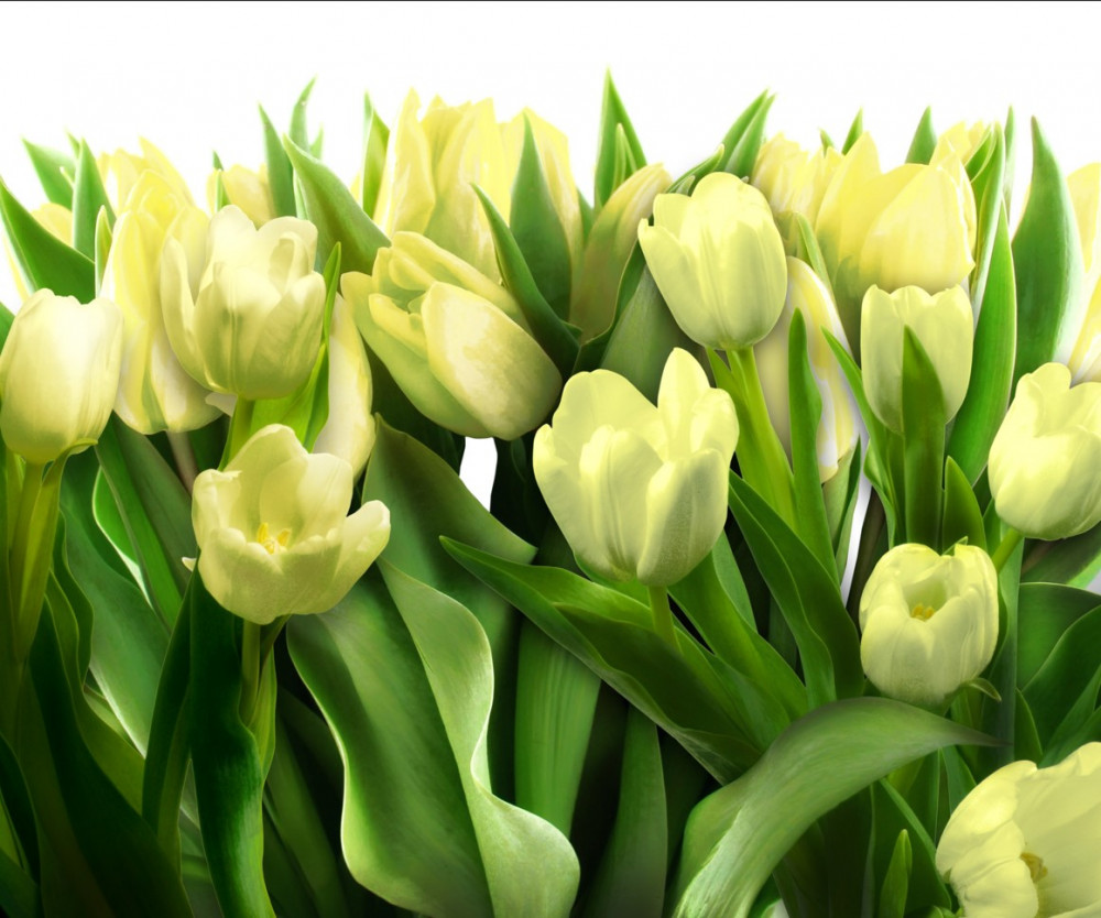 Fototapeta żółte tulipany z zieleniną