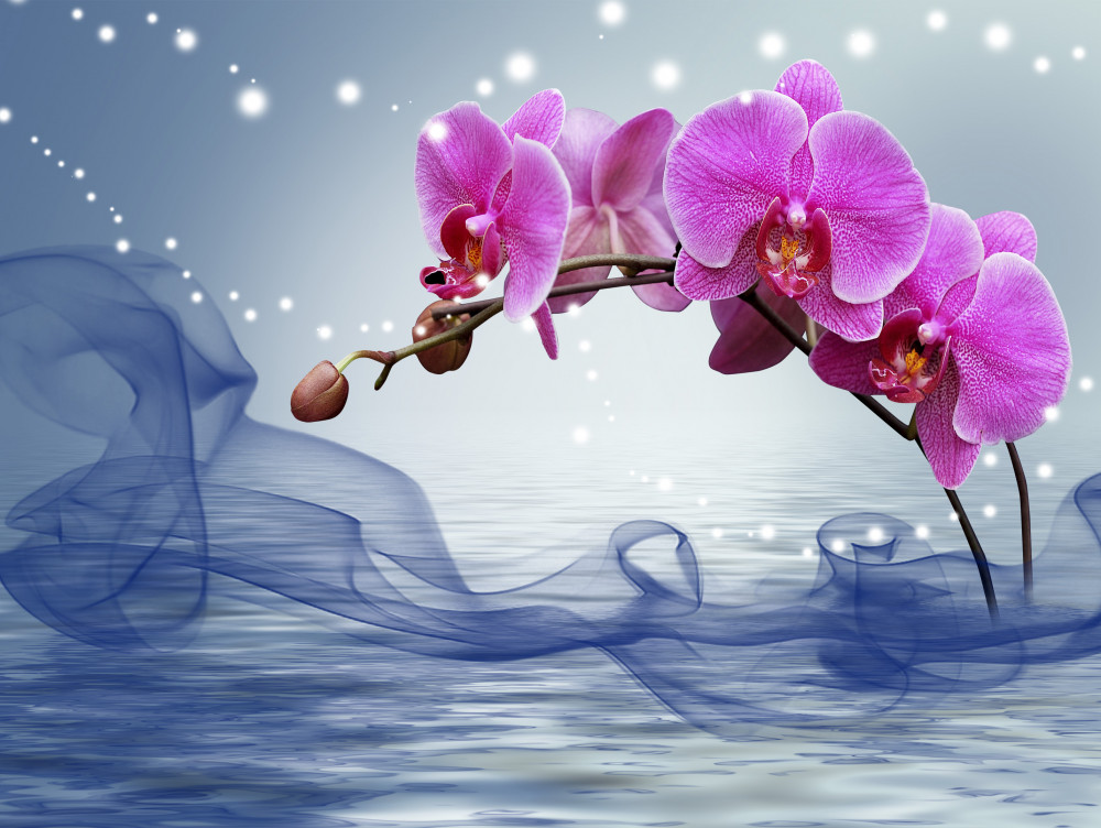 Fototapeta luksusowa liliowa ramka na orchideę