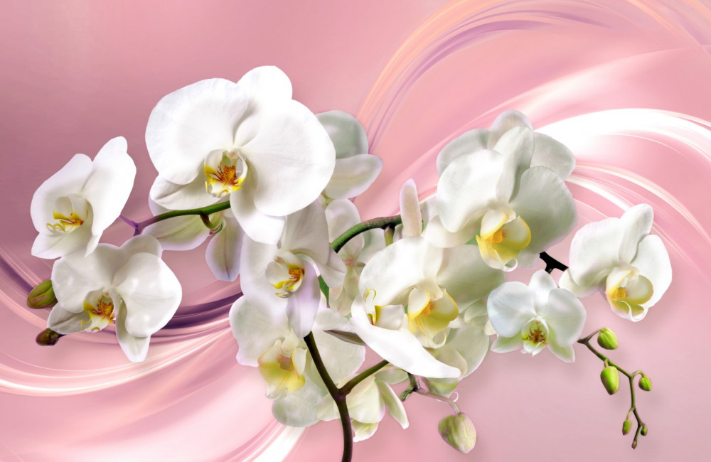 Fototapeta duże białe orchidee na różowym tle