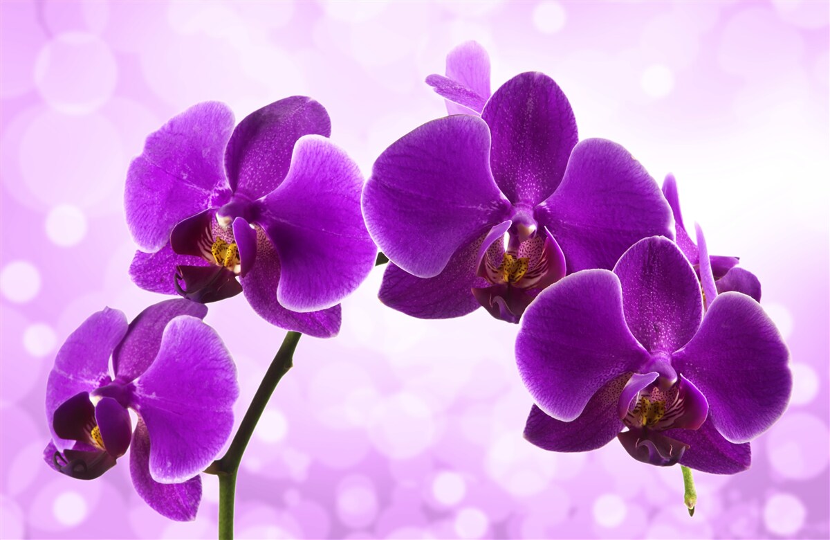 Fototapeta Ciemnofioletowa orchidea
