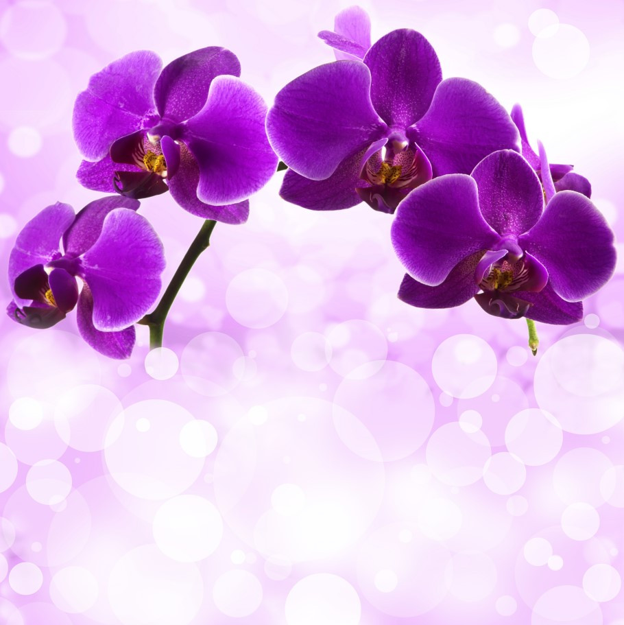 Fototapeta ciemnofioletowe kwiaty orchidei