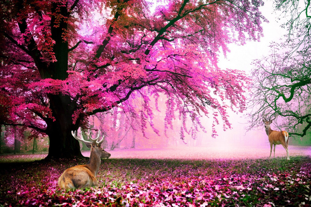 Fototapeta różowe kwiaty sakura pica