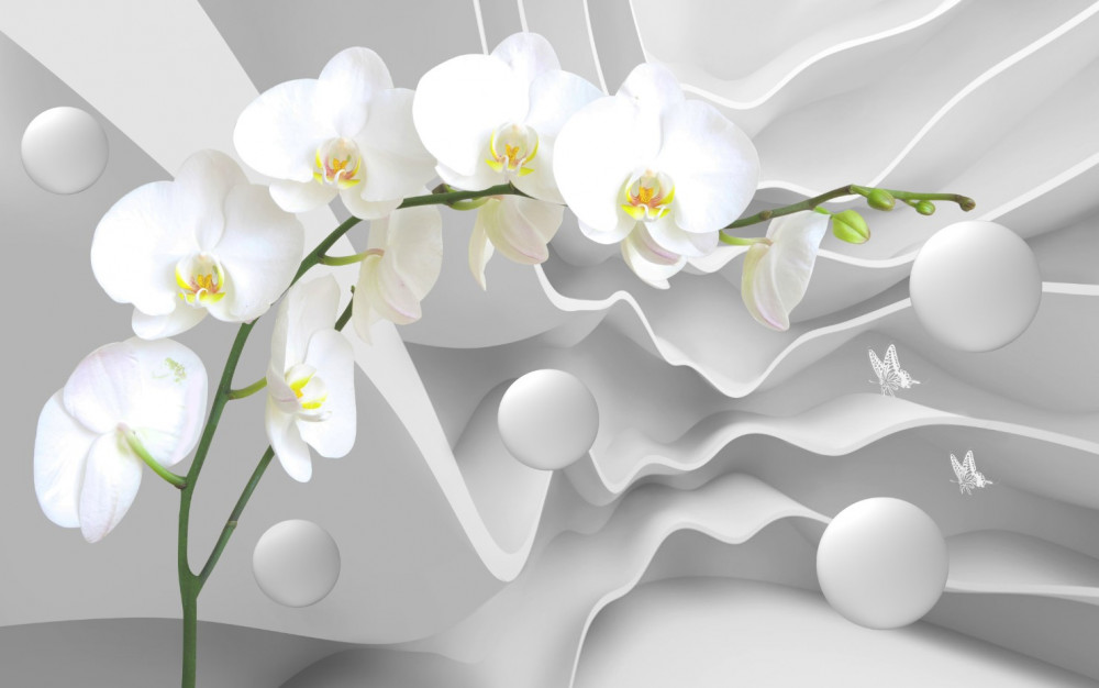 Fototapeta biała orchidea na szarym tle