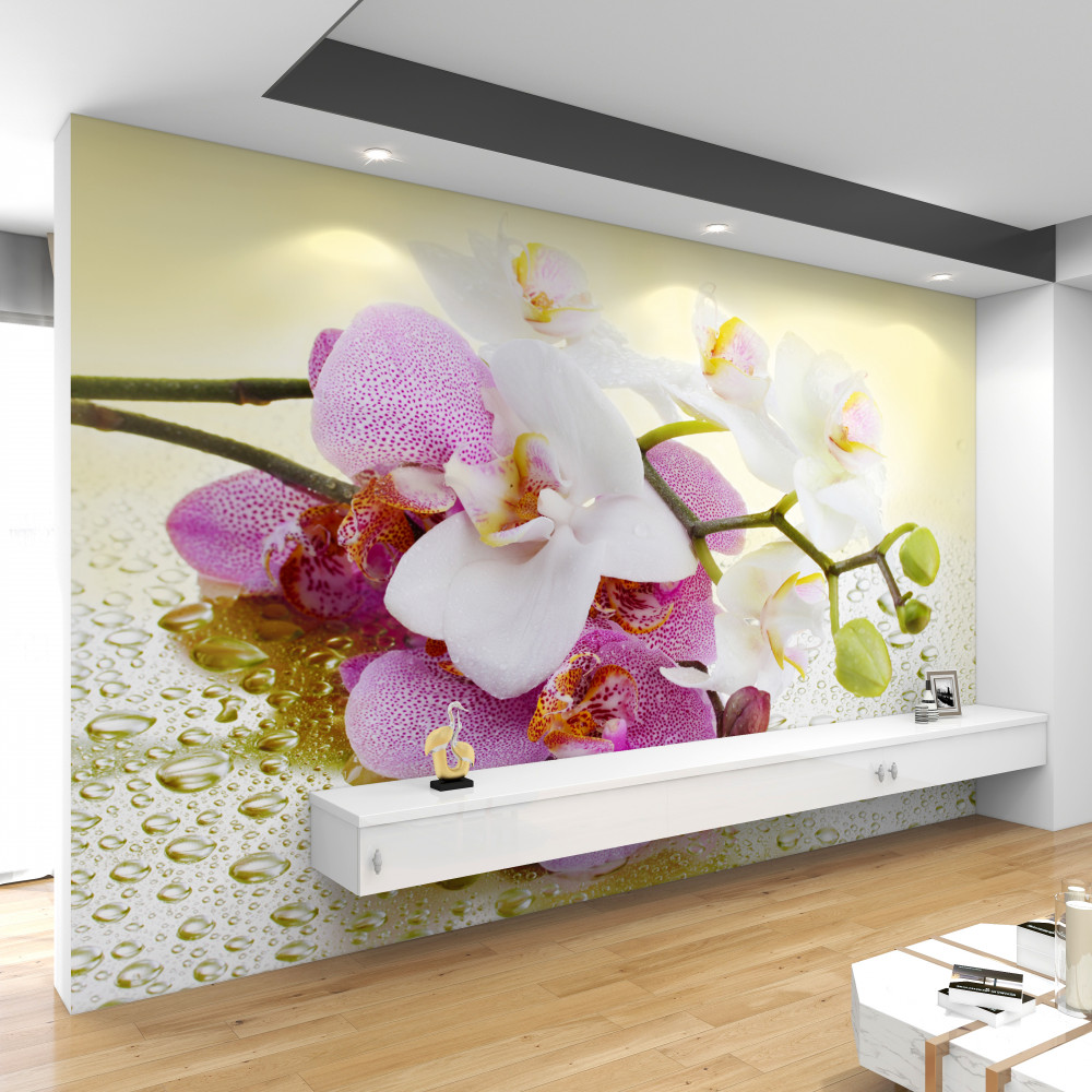 Fototapeta piękne gałęzie orchidei w kroplach