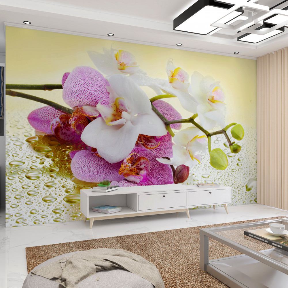 Fototapeta piękne gałęzie orchidei w kroplach