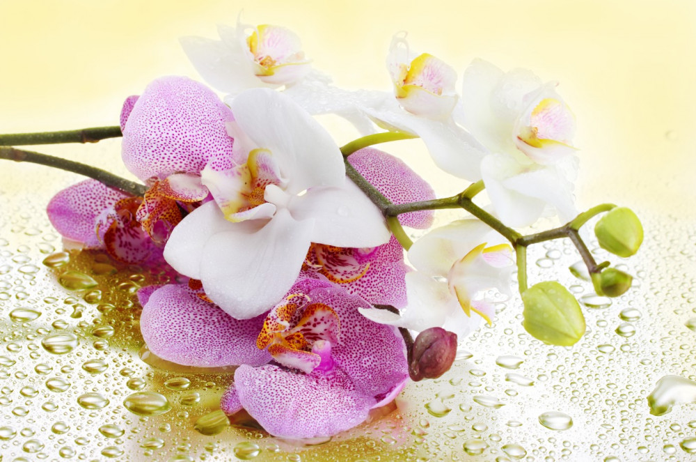 Fototapeta piękne gałęzie orchidei w kroplach