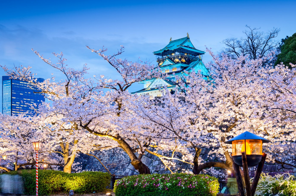 Fototapeta sakura kwitnie wieczorem