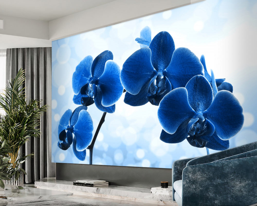 Fototapeta ciemnoniebieskie kwiaty orchidei