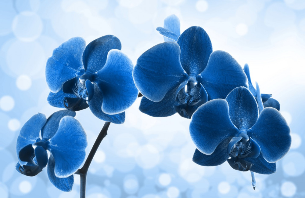 Fototapeta ciemnoniebieskie kwiaty orchidei