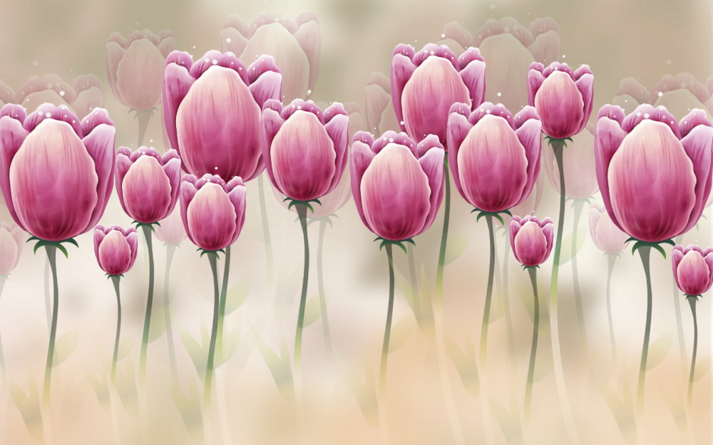 Fototapeta ciemnofioletowe tulipany