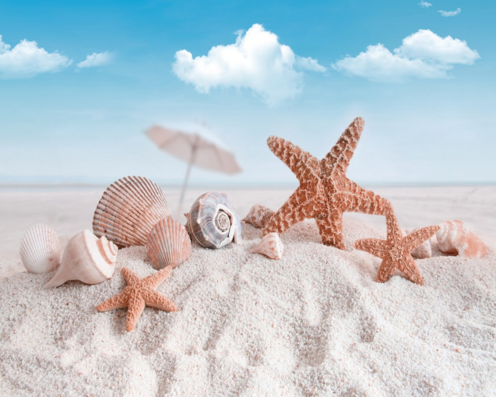 Fototapeta muszle na piaszczystej plaży