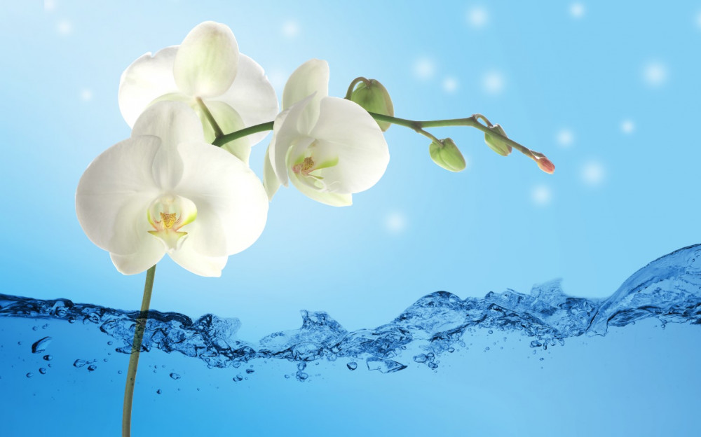 Fototapeta gałąź białej orchidei w wodzie
