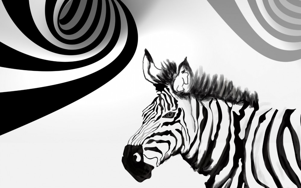 Fototapeta oczekująca zebra czarno-biała